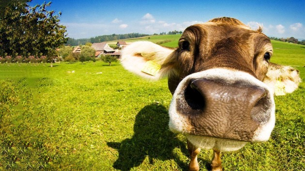 Giải mã chi tiết từng giấc mơ thấy con bò